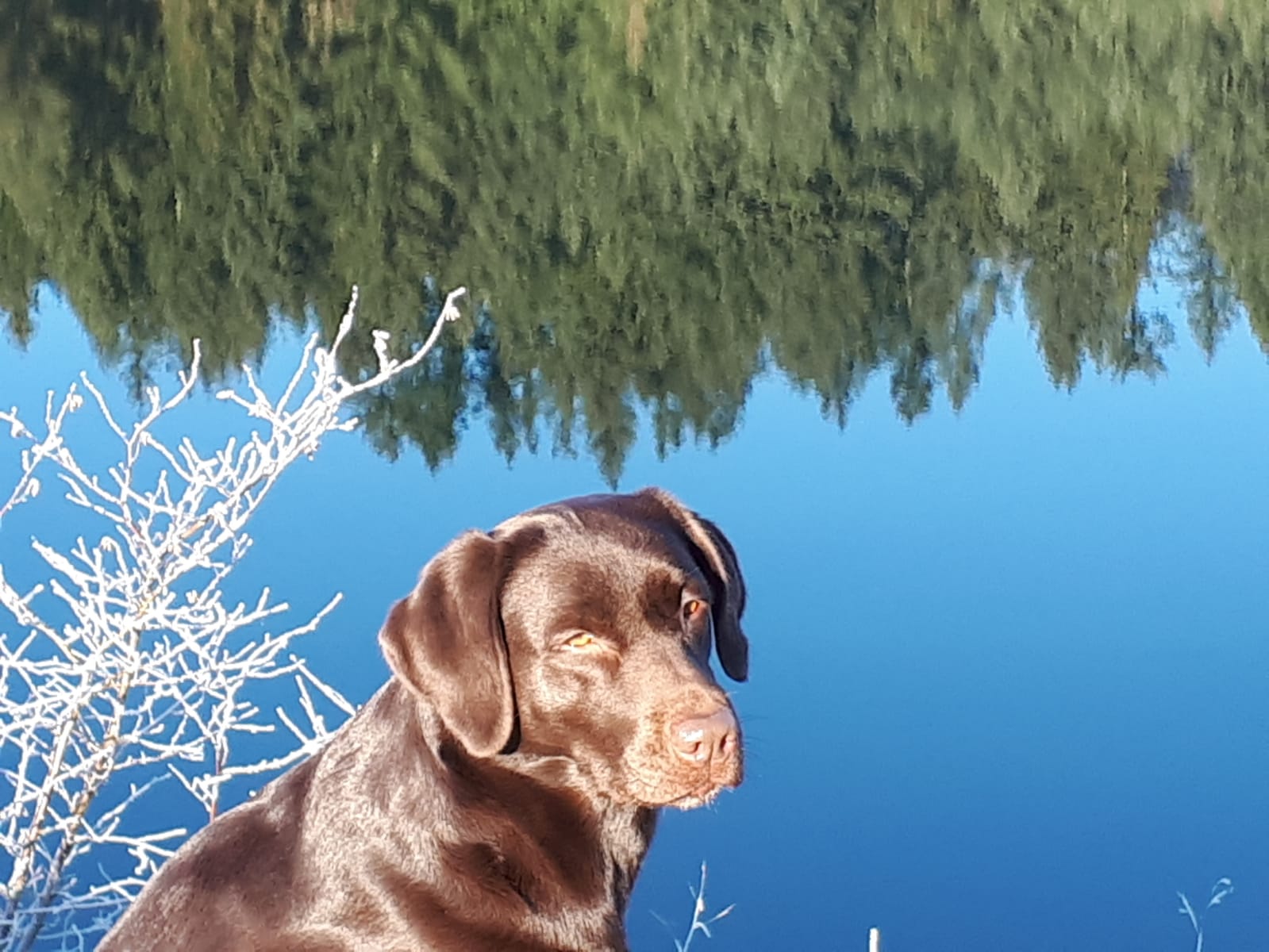 Labradors von der Graßdorfer Höhe Galerie